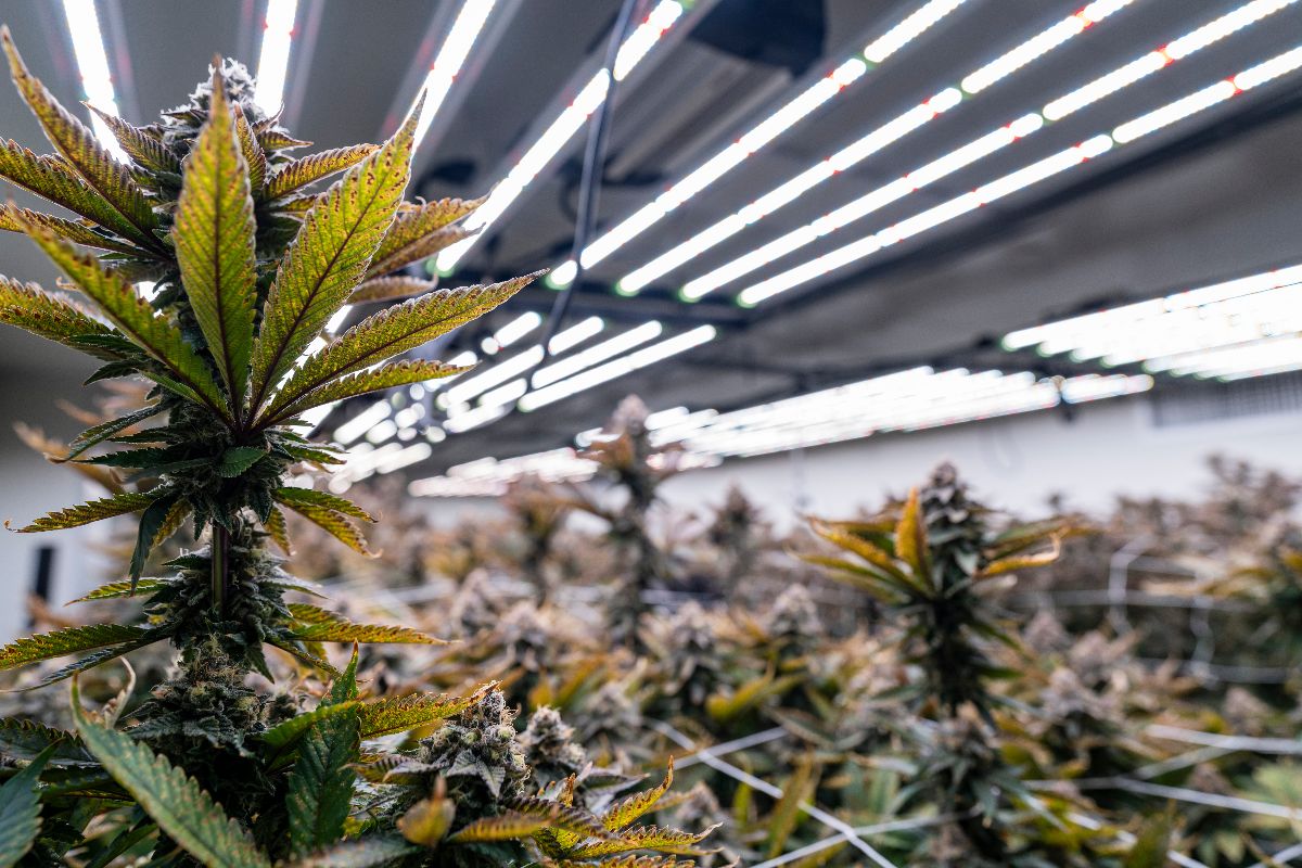 Close up of a cannabis indoor cultivation facility with LED grow lights. The plants are supported by trellis netting for optimal growth